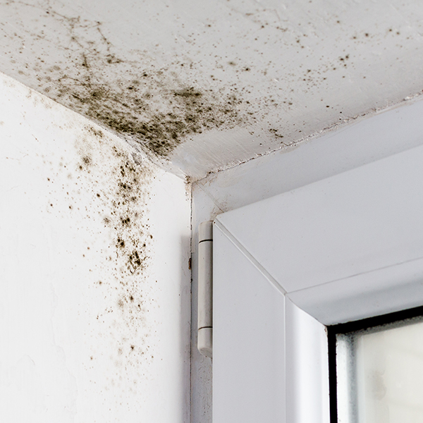 Remove Mold In House