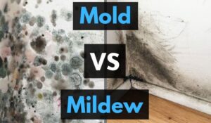Mold Vs Mildew Differences Comparison Featured Image