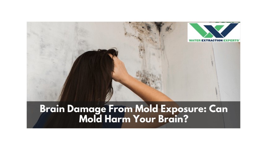 Mold And Brain
